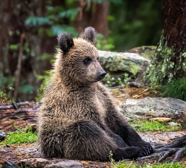 Activitati de weekend: vizita la rezervatia de ursi Zarnesti